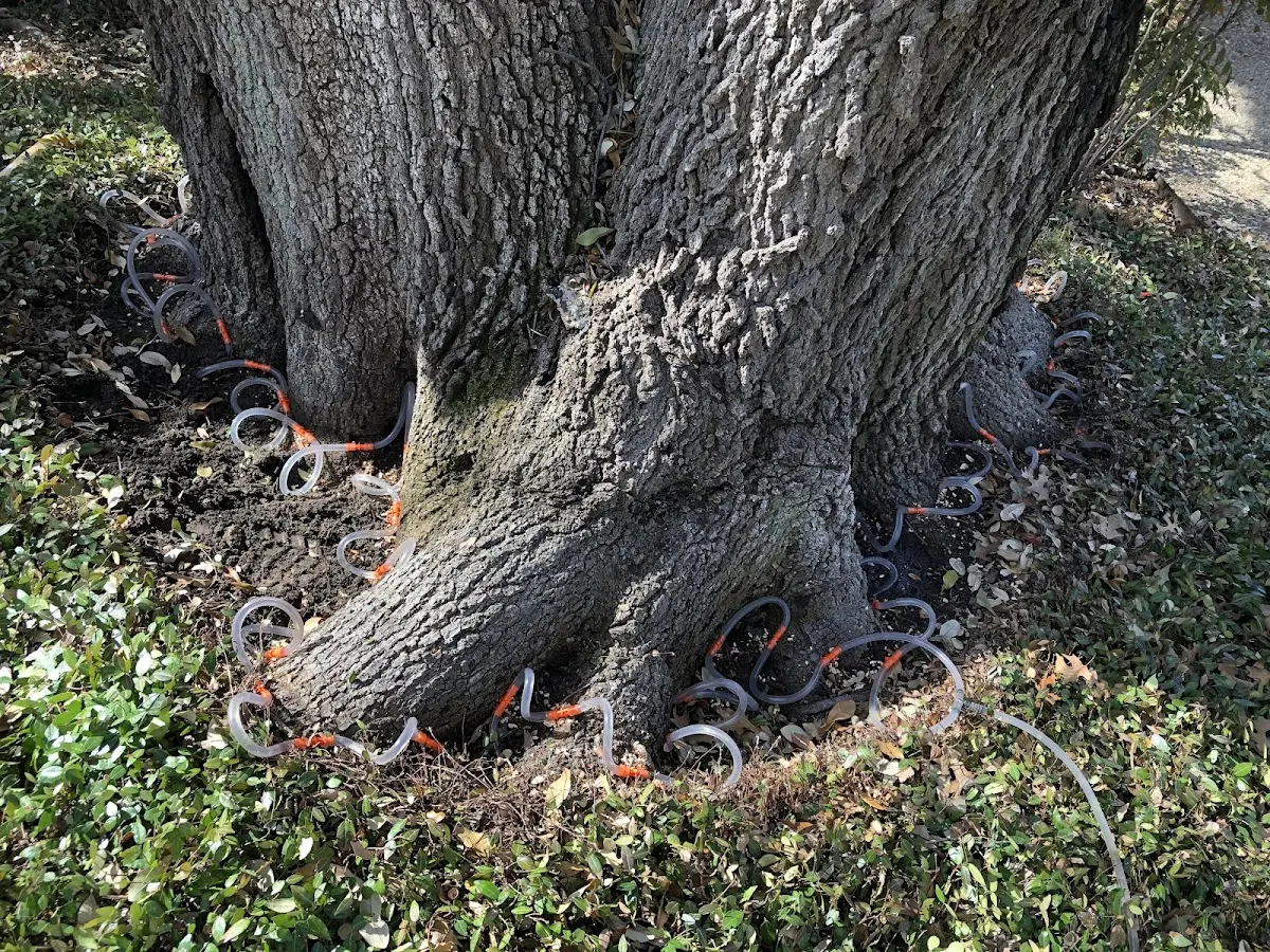 Detailed Tree Cabling and Bracing job site in Farley